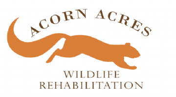 Acorn Acres Wildlife Rehabilitation Photo